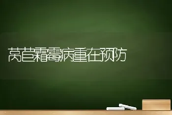 莴苣霜霉病重在预防