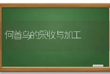 何首乌的采收与加工