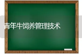 青年牛饲养管理技术