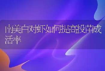 南美白对虾如何提高投苗成活率