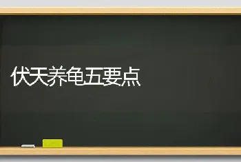 伏天养龟五要点