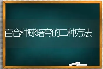 百合种球培育的二种方法