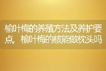 铜钱草可以分盆吗