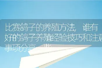 比赛鸽子的养殖方法