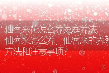 仙客来花怎么养家庭养法