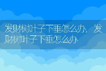 发财树叶子下垂怎么办