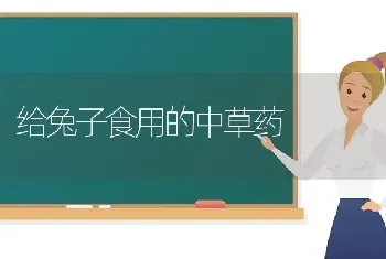 蝎子夏季的管理要点