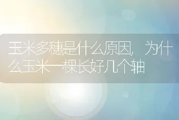 玉米多穗是什么原因