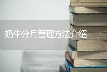 奶牛分月管理方法介绍