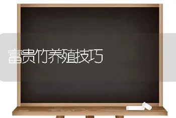 富贵竹养殖技巧