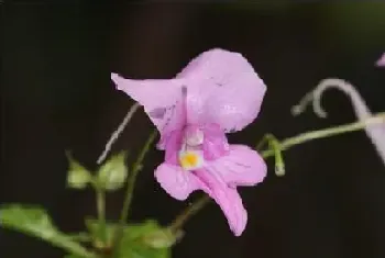 水梅花和凤仙花的区别