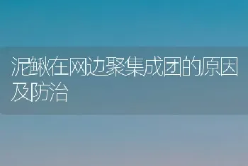 泥鳅在网边聚集成团的原因及防治