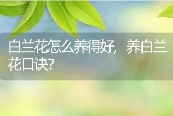 白兰花怎么养得好