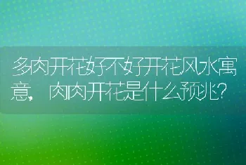 多肉开花好不好开花风水寓意