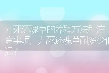 九死还魂草的养殖方法和注意事项