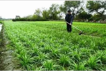 韭菜生长越来越细怎么办