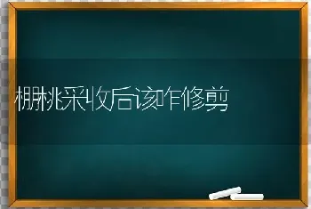 棚桃采收后该咋修剪