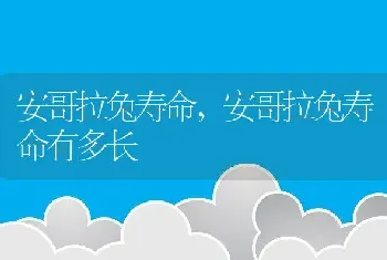 安哥拉兔寿命,安哥拉兔寿命有多长