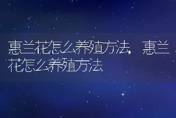 惠兰花怎么养殖方法