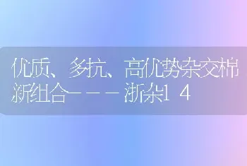 优质、多抗、高优势杂交棉新组合---浙杂14