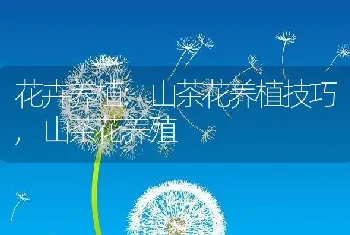 花卉养植:山茶花养植技巧