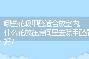 哪些花吸甲醛适合放室内