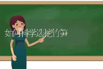 如何科学选挖竹笋