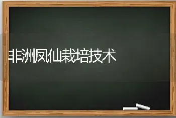 非洲凤仙栽培技术