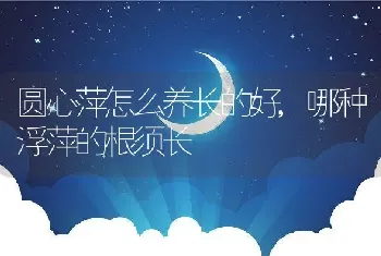 圆心萍怎么养长的好