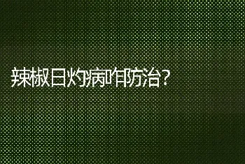 辣椒日灼病咋防治?