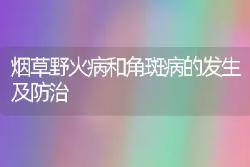 烟草野火病和角斑病的发生及防治