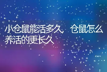 小仓鼠能活多久,仓鼠怎么养活的更长久