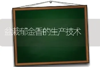 盆栽郁金香的生产技术