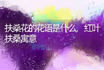 扶桑花的花语是什么