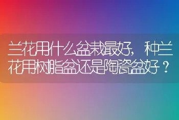 兰花用什么盆栽最好