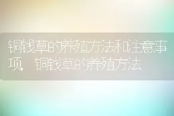 铜钱草的养殖方法和注意事项