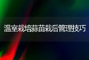 温室栽培蒜苗栽后管理技巧