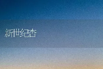 新世纪杏