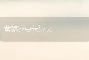 黄鳝驱虫长得快