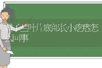 君子兰叶片底部长小疙瘩怎么回事