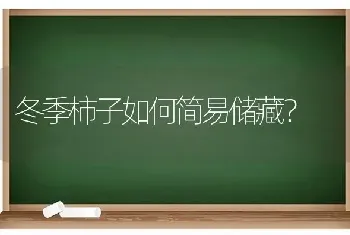 冬季柿子如何简易储藏?