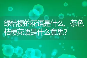 绿桔梗的花语是什么