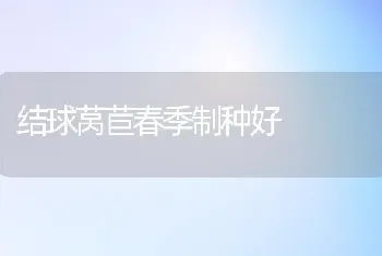 结球莴苣春季制种好