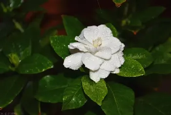 栀子花的养殖方法和浇水