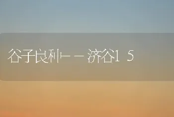 谷子良种--济谷15