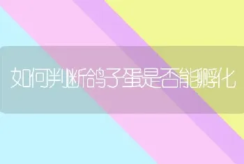 如何判断鸽子蛋是否能孵化