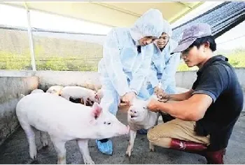 猪疫苗的接种方法及时间