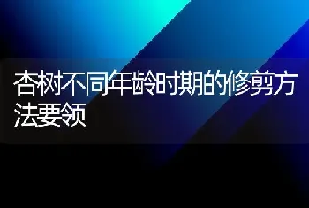 杏树不同年龄时期的修剪方法要领