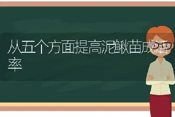 从五个方面提高泥鳅苗成活率