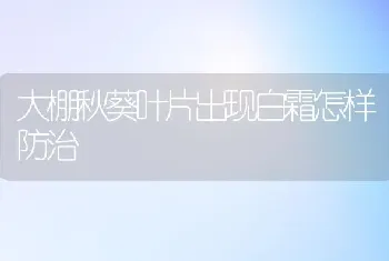 大棚秋葵叶片出现白霜怎样防治